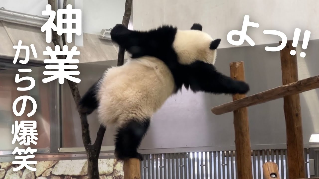 もうこれ..マンガ😂ナナメ上の遊びを見てたら身動きできない事態に..w子パンダ楓浜🍁