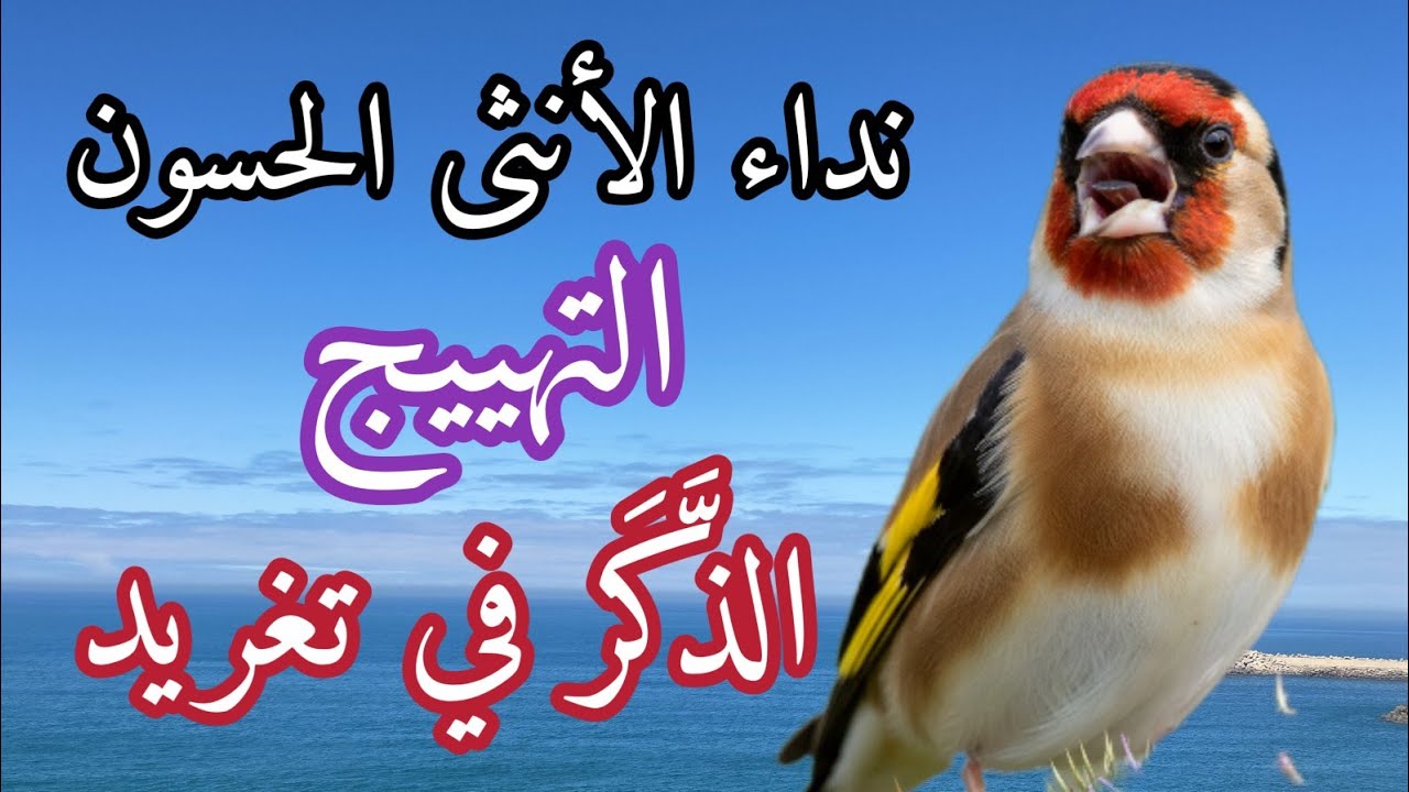 نداء الأنثى الحسون الجاهزة: بتبتة و تستسة التهييج التي تُشعل الذَّكَر في تغريد مثل المحترفين