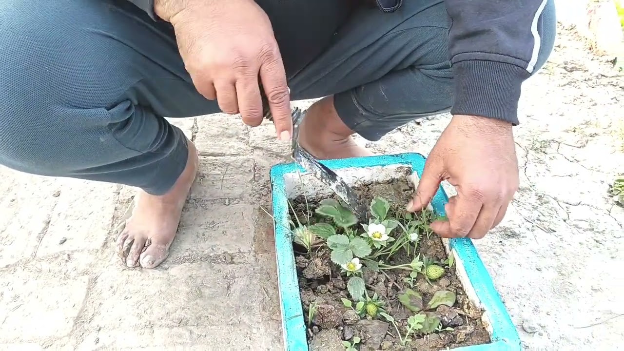 Real Fresh Strawberry Fruits #trending #viral #viralvideo #video #youtube #youtuber #fruit #garden 