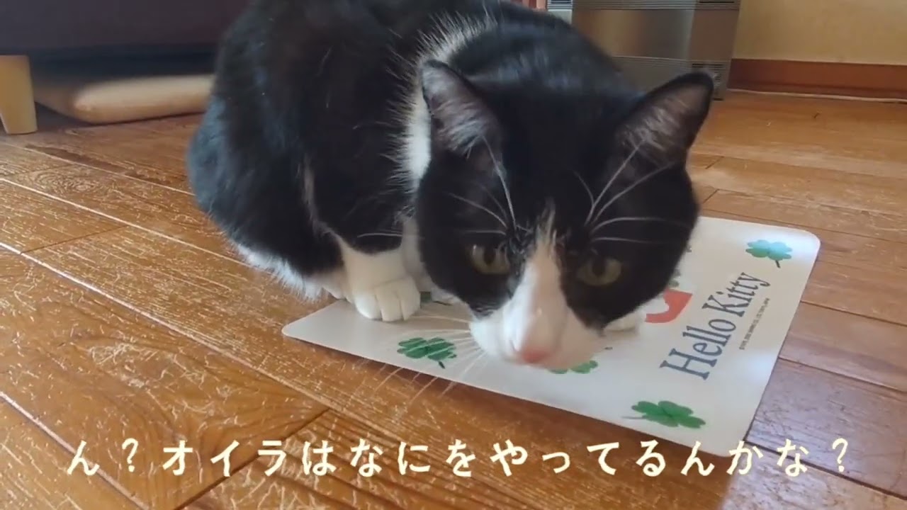 またたびパーティー