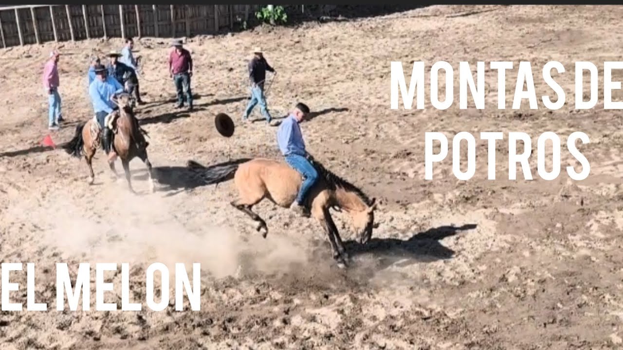 Montas de potros en rodeo de medialuna ex hacienda el melón ( solo potrones)