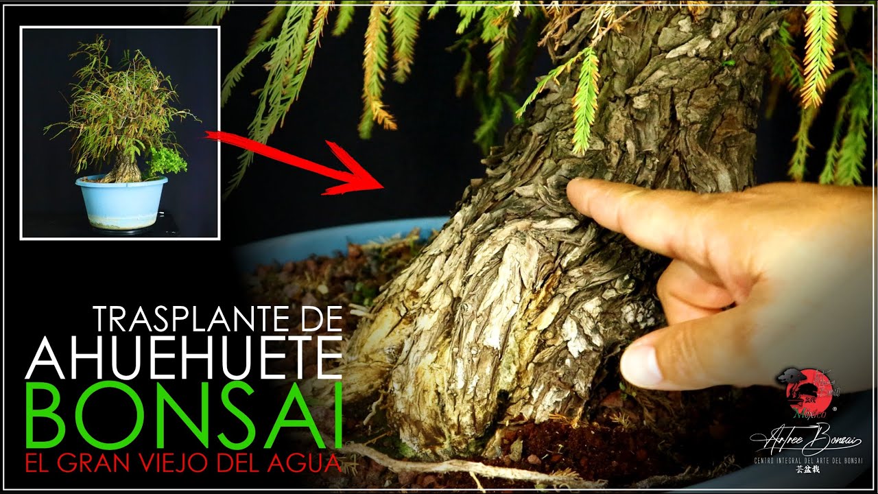 🌳 Trasplante de AHUEHUETE BONSAI | Increíble Corrección de Nebari!!