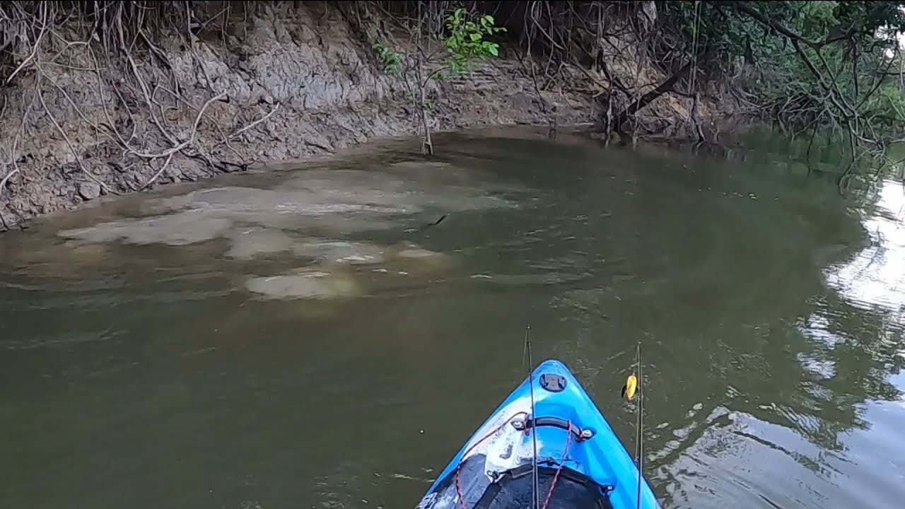 Perigo da Amazônia! Ninho das Aruanãs! Pescaria!