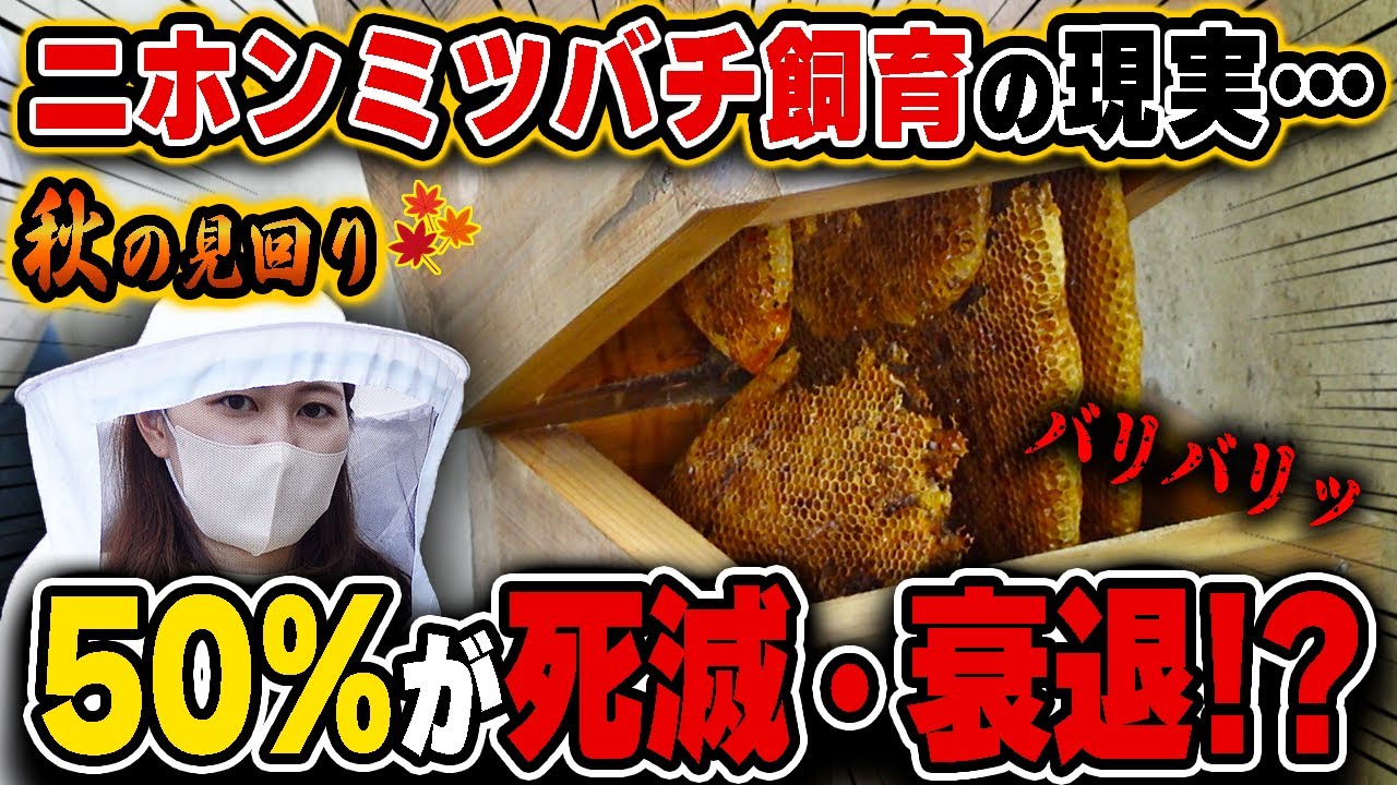 死滅...衰退...週末養蜂秋の群見回りとニホンミツバチ飼育の現実