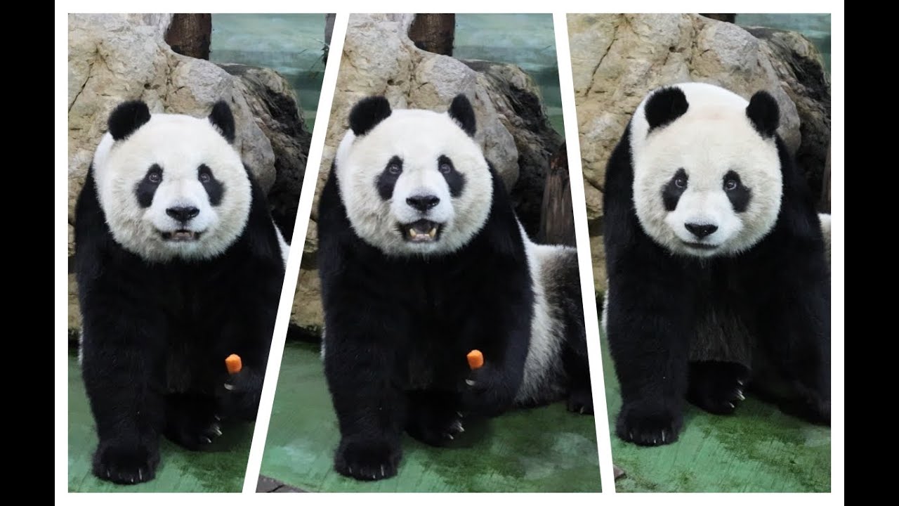 20260129 蘿蔔一碰就落地 圓仔打食很得意(午餐) Giant Panda Yuan Zai