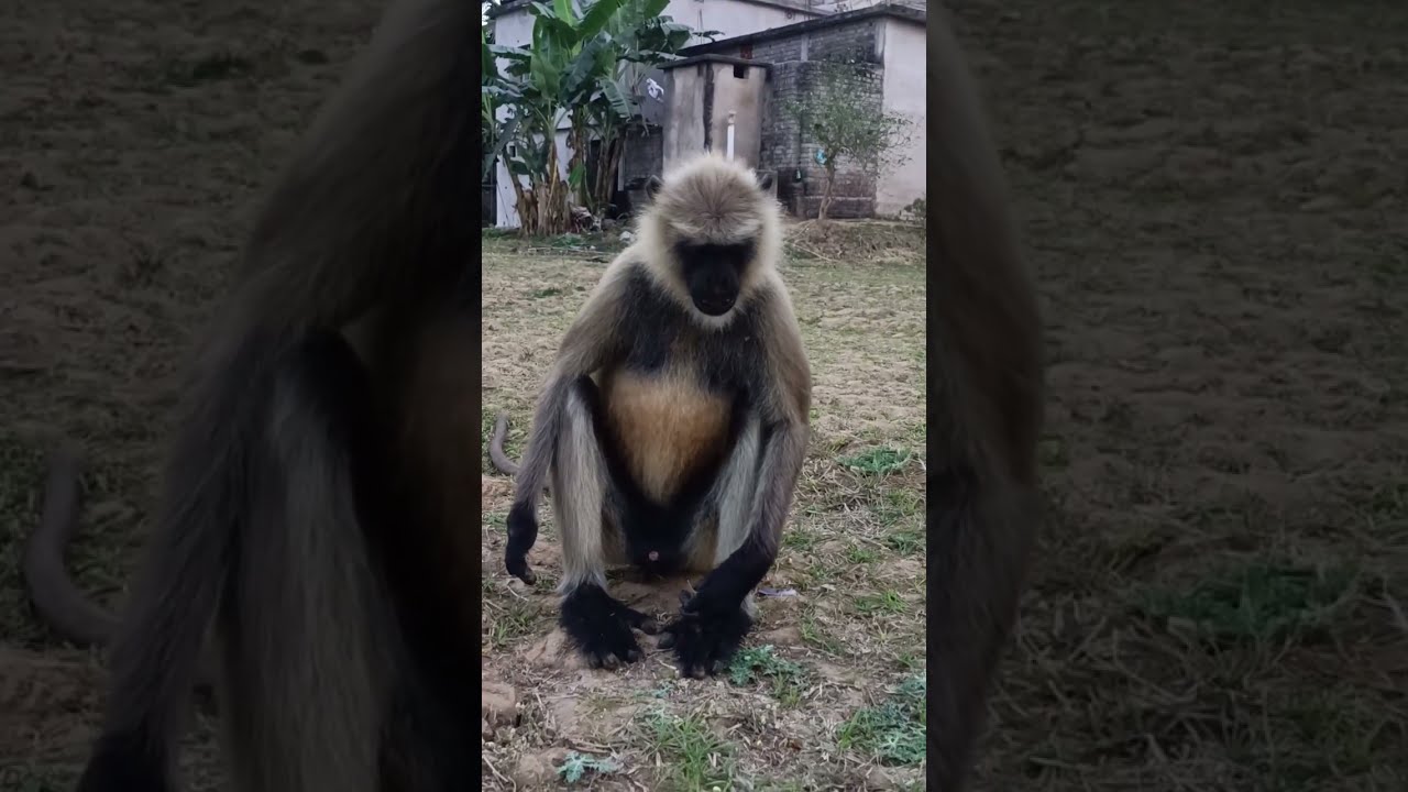 Monkey  is🐒# very angry #fighting 