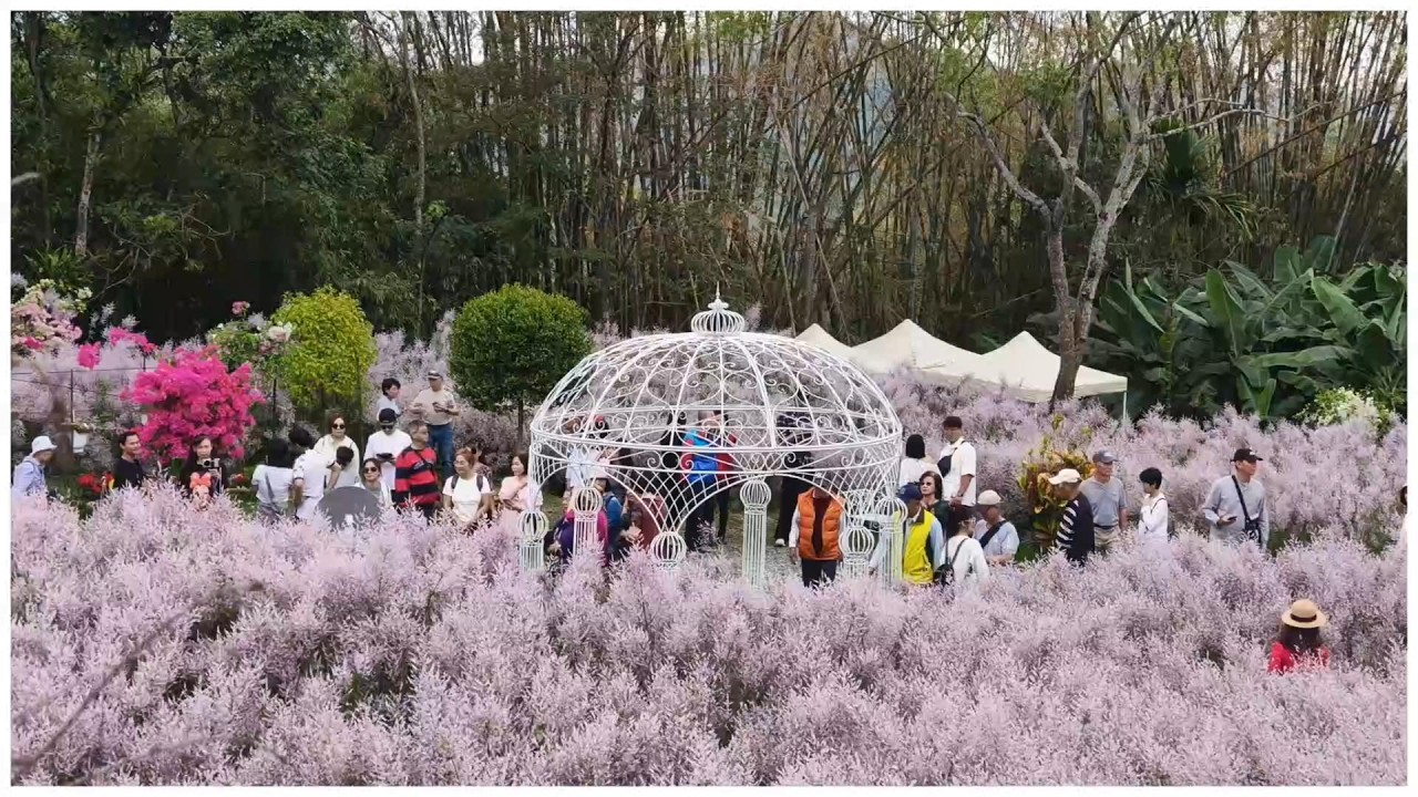 2026年南投粉紅山丘麝香木祕境(瑰蜜玫瑰甜心園)~員林吳家古厝櫻花