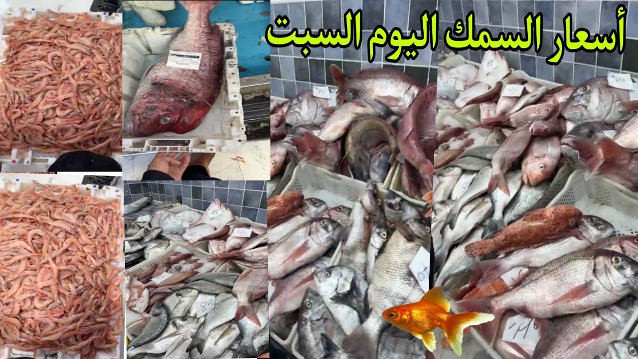 ثمن السمك بالمغرب🐠🦐اليوم السبت 24 يناير 2026