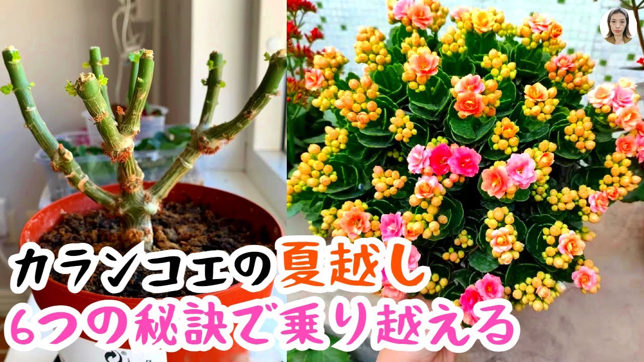 初心者必見！夏の暑さからカランコエを守ろう！6つの秘訣で簡単に夏を乗り越え、秋になると花をたくさん咲かせるよ|花子