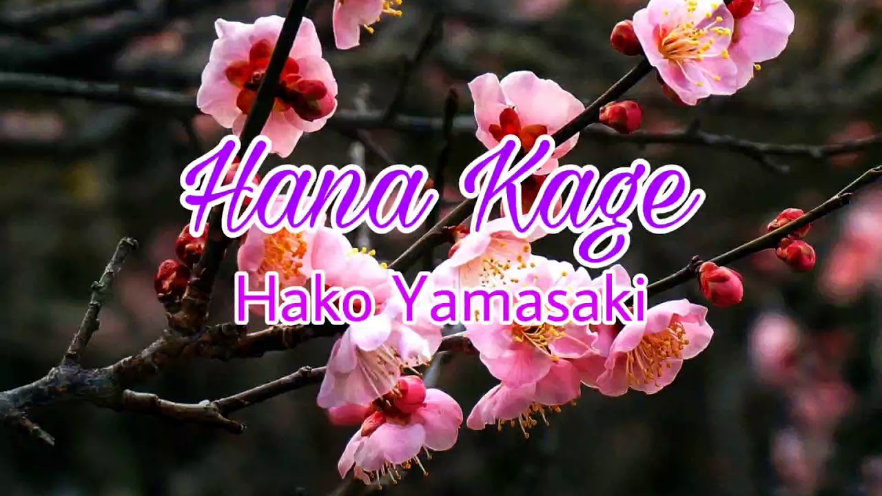 Hana Kage (Cherry Blossoms) - Hako Yamasaki with Lyric