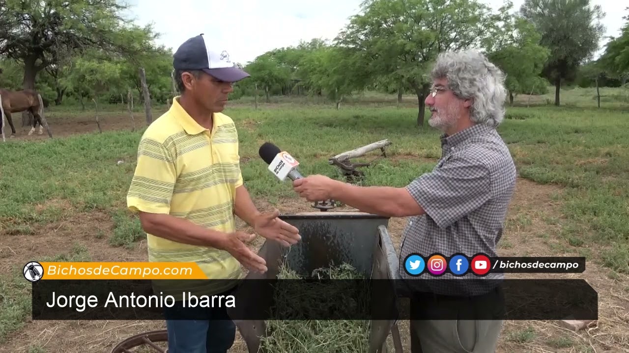Jorge Antonio Ibarra, productor santiagueño de fardos de alfalfa