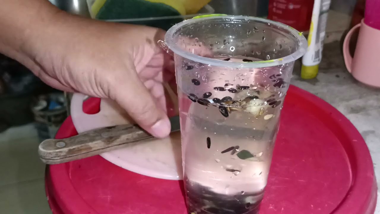 cara membuat bibit semangka