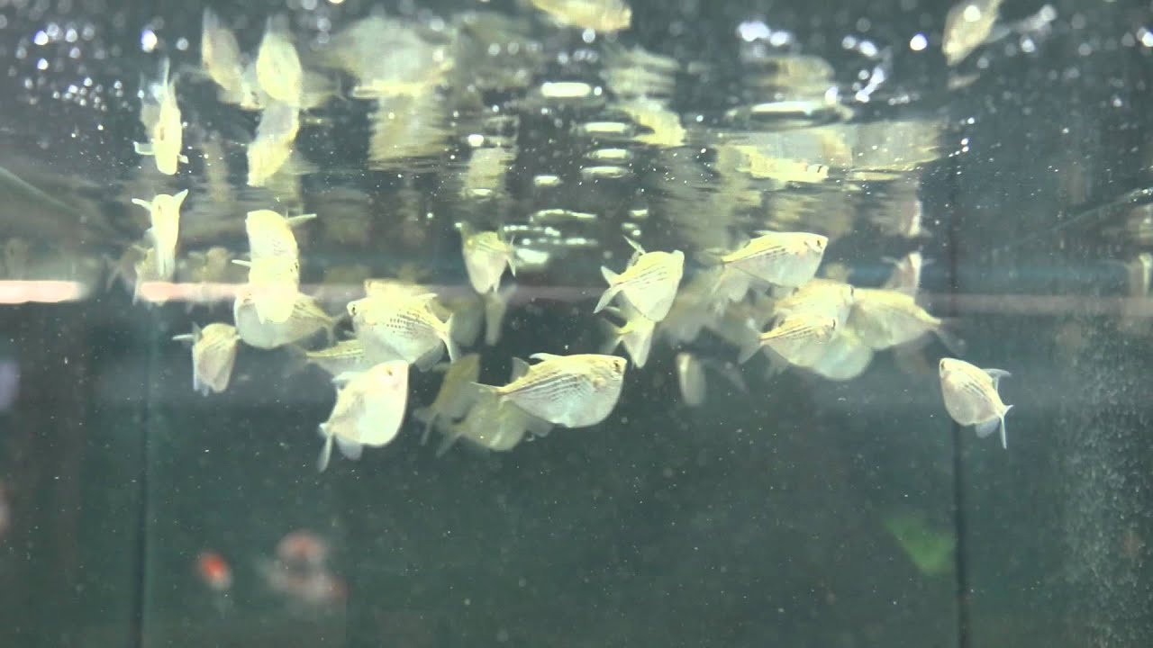 Gasteropelecus Maculatus