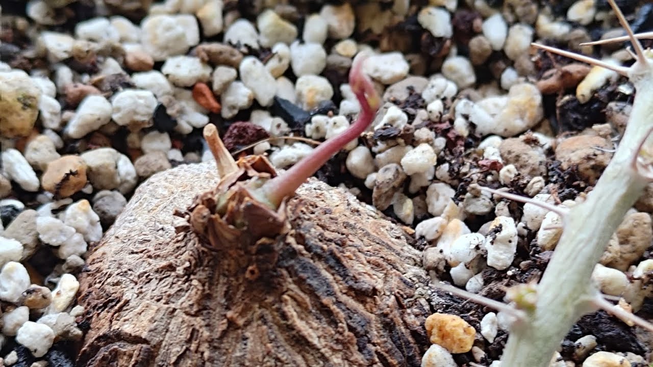 墨西哥龜甲龍的換盆等待時間真漫長#塊根植物 #塊根 #plants #小小塊玏 #換盆 #墨西哥龜甲龍
