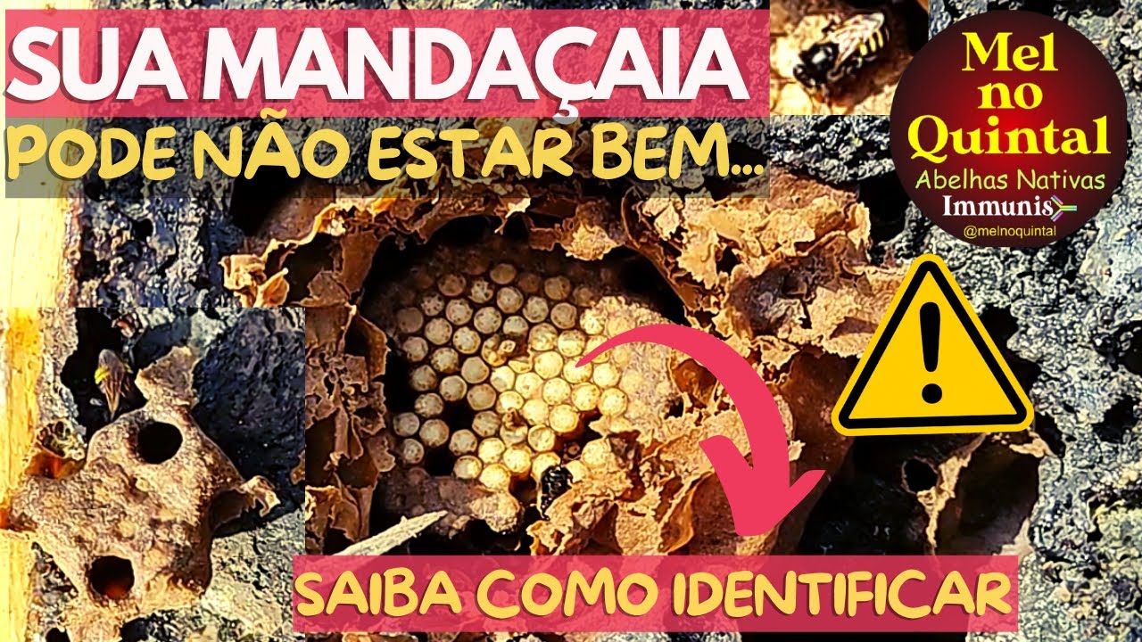 Sua MANDAÇAIA pode estar DEFINHANDO... ⚠️🐝