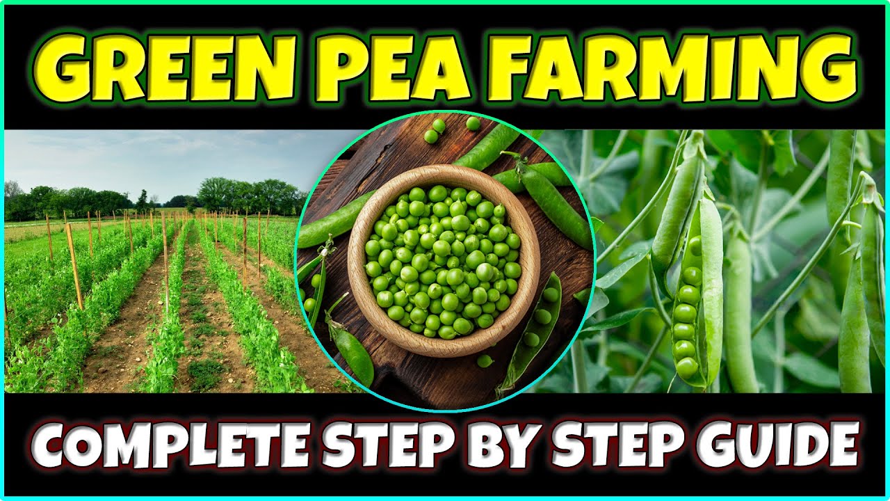 Green Pea Farming | How to grow Green Peas from Seed at Home | Green Pea Cultivation