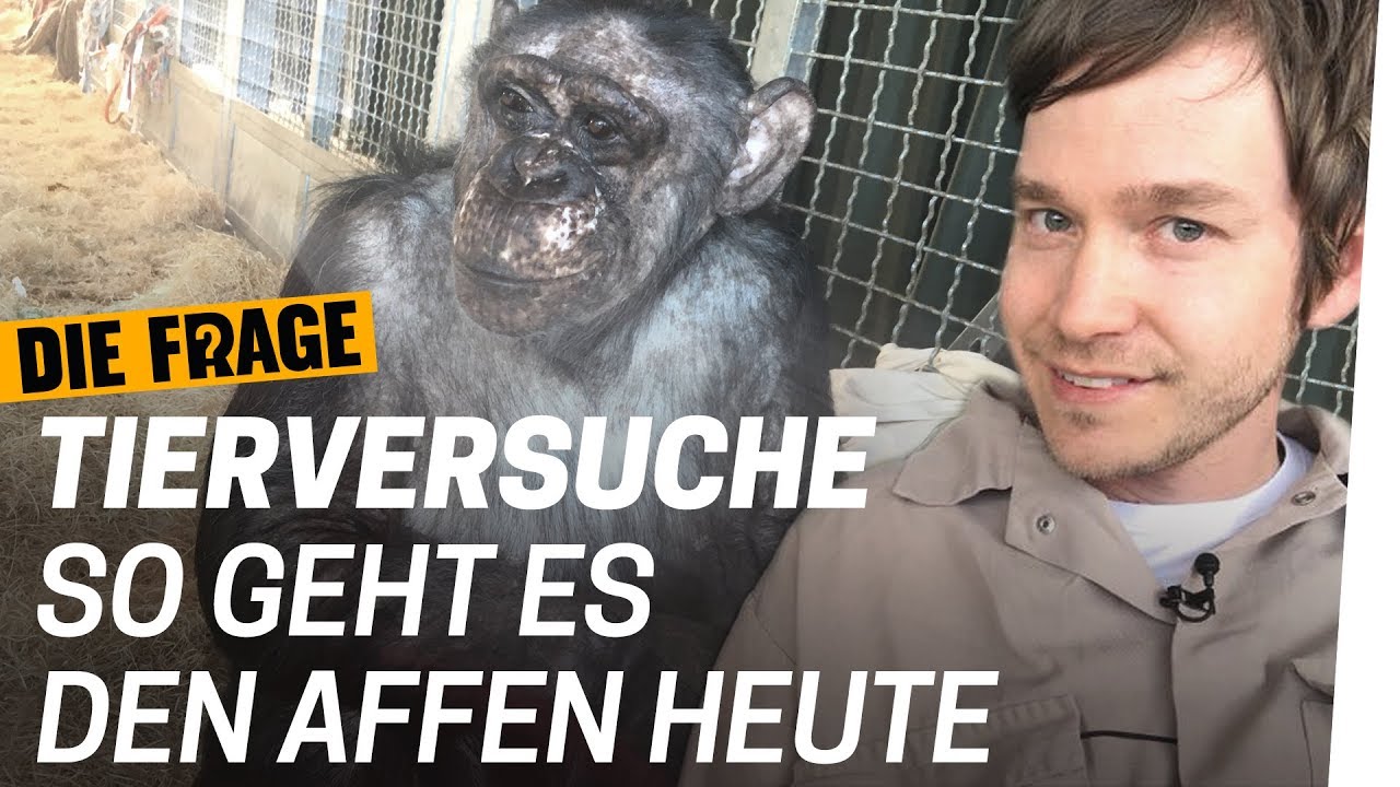 Was Tierversuche mit Affen machen | Warum lassen wir Tiere leiden? Folge 3/4
