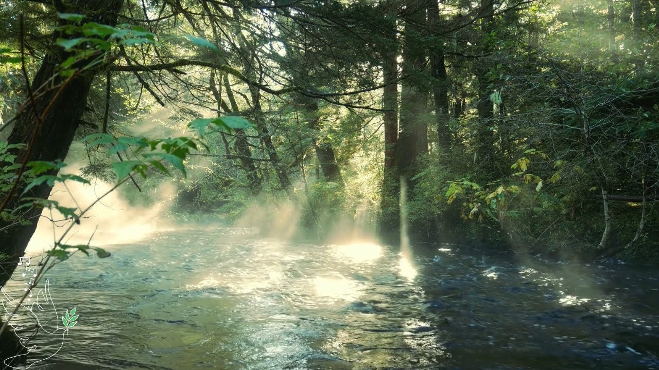 🌿✨Pure Relaxation – Birdsong, Forest, River & Background Sounds✨🌿