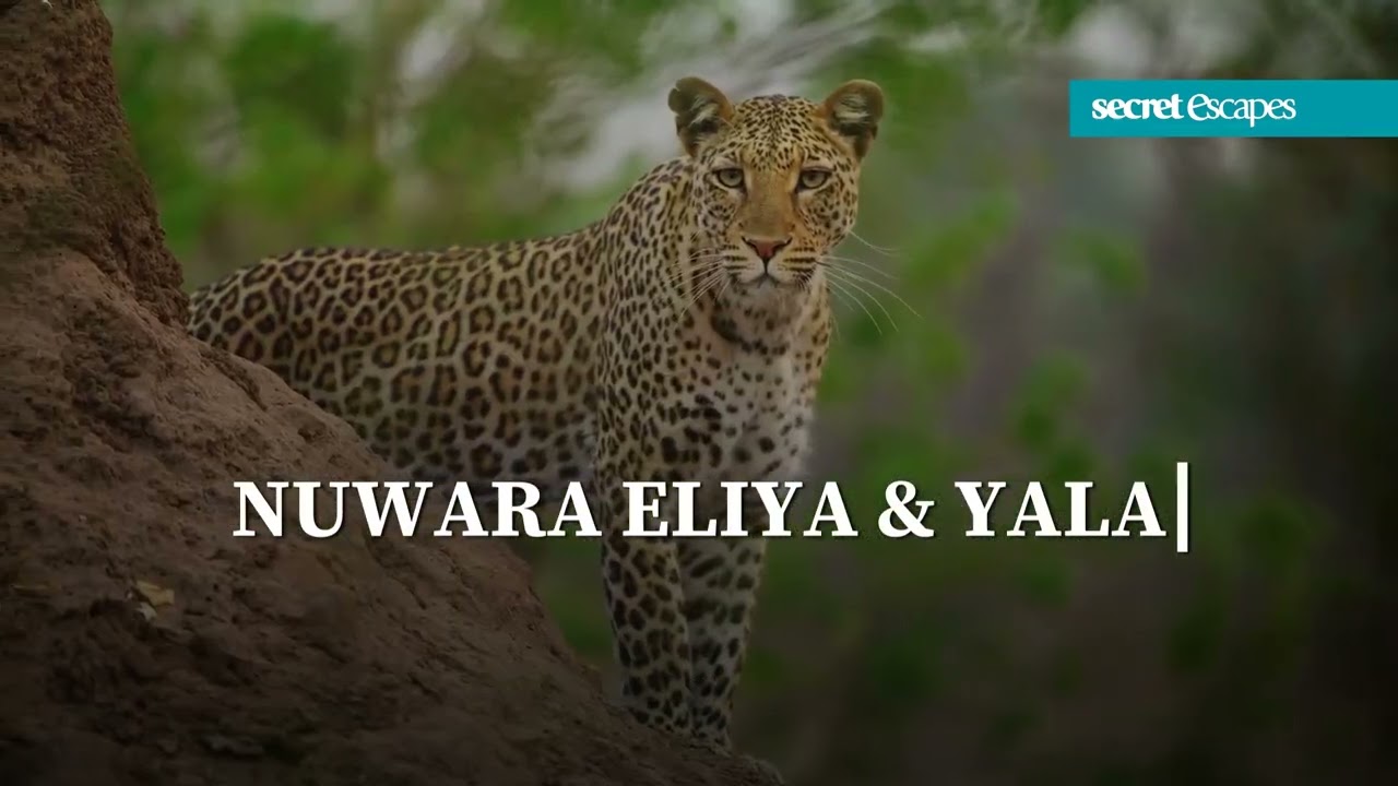 Secret Escapes - Unforgettable Sri Lanka tour with epic experiences