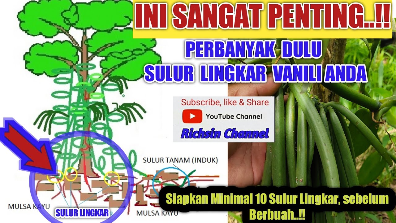 CARA MENANAM VANILI YANG BENAR - SULUR LINGKAR ITU PENTING