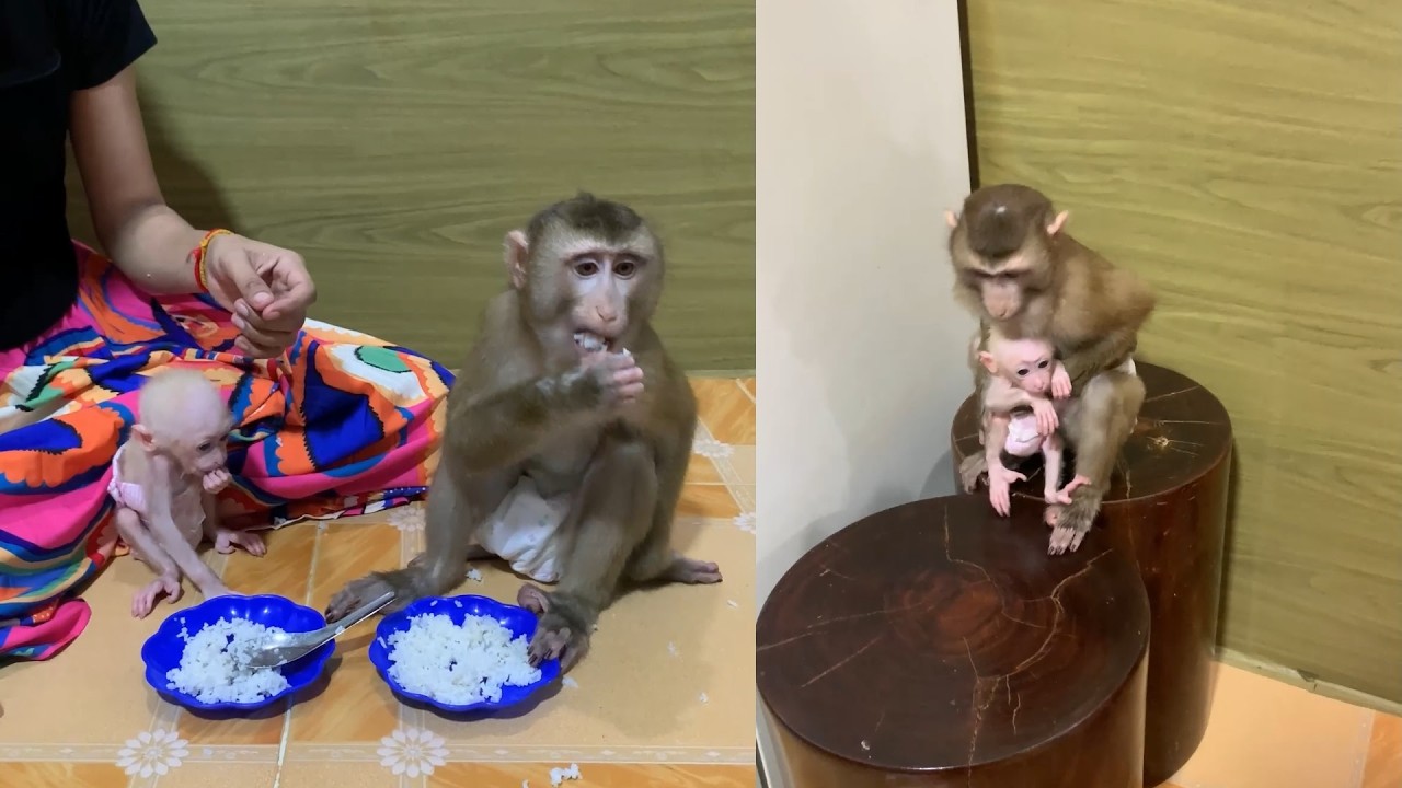Loving Monkey Family Meal Time | Caring Parent & Newborn Baby 🐒🍚💖
