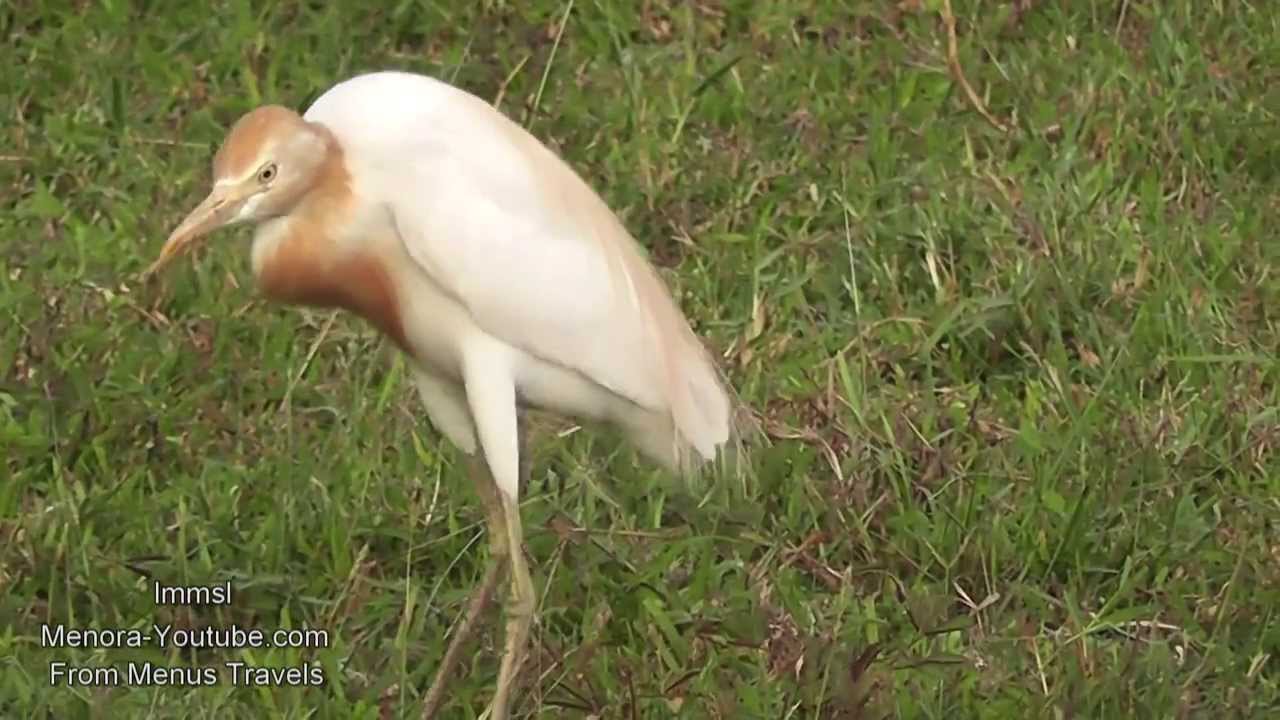 Great Egrets & Black-headed Ibis