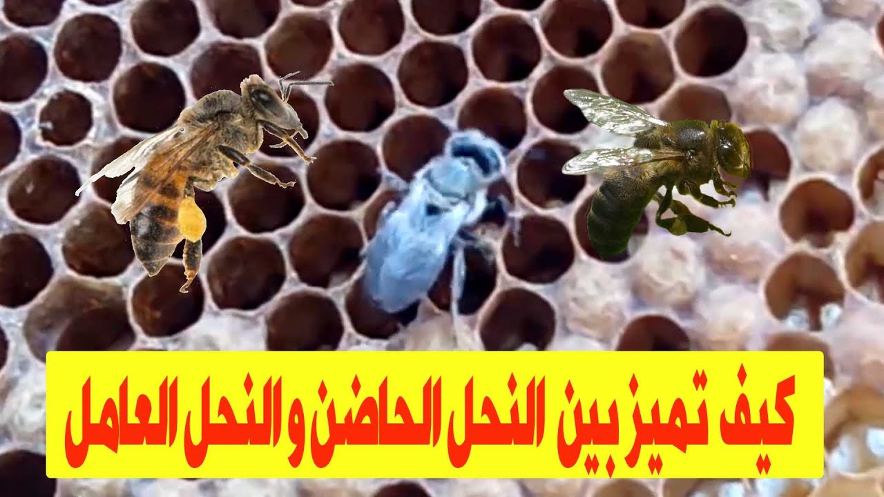 كيف تميز بين النحل الحاضن والنحل الكبير