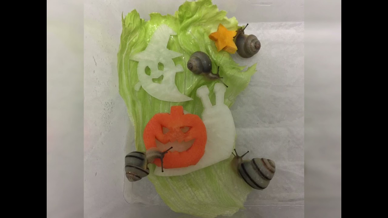 カタツムリたちと、ハロウィンパーティー(Halloween party with my snails.)