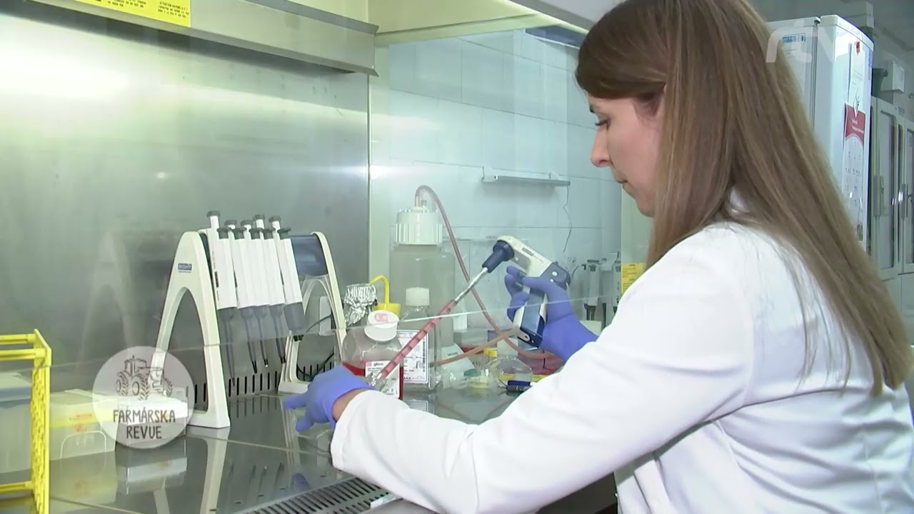 Zoborský králik