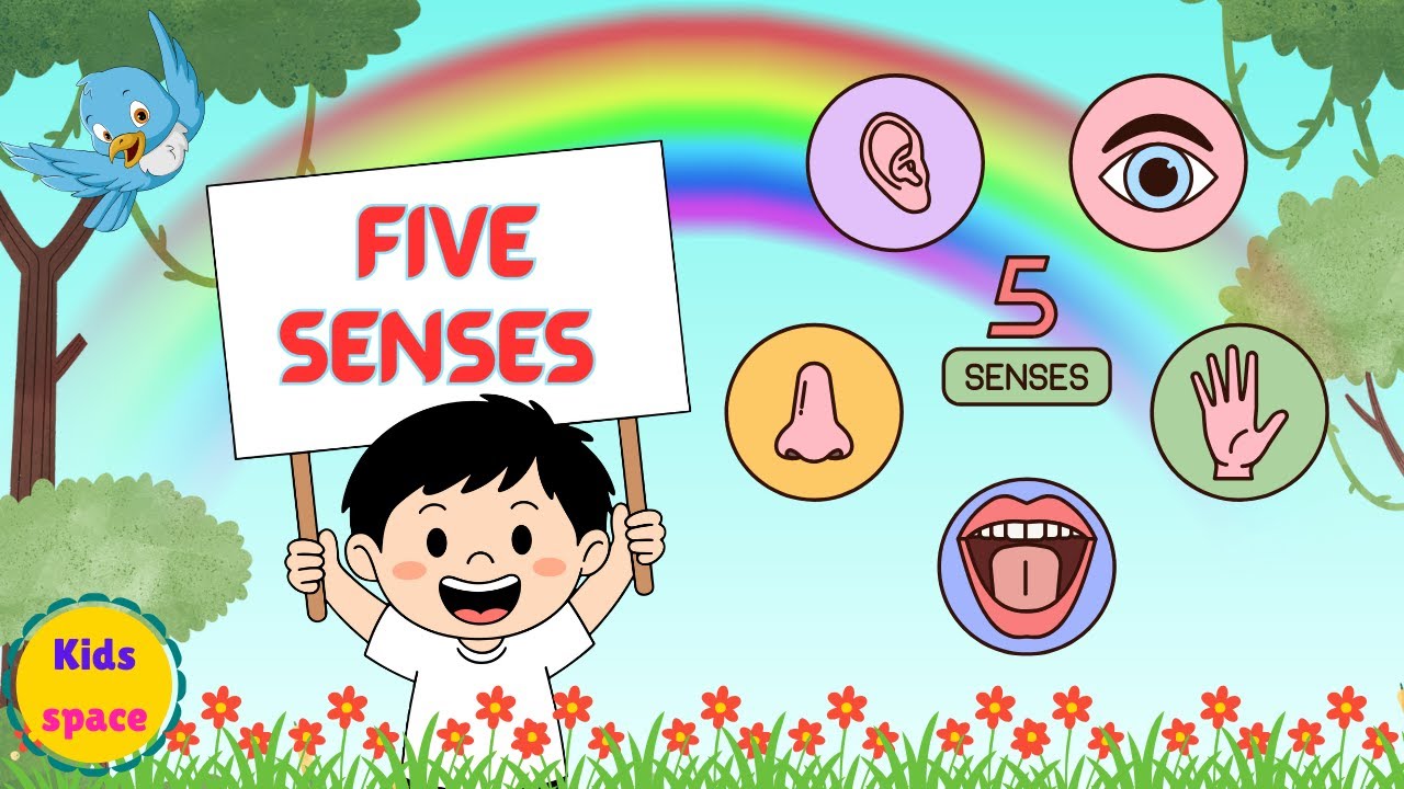 Learn Five Senses of Humans!Learn our senses!Educational video on human senses#kids #kidsvideo #fun