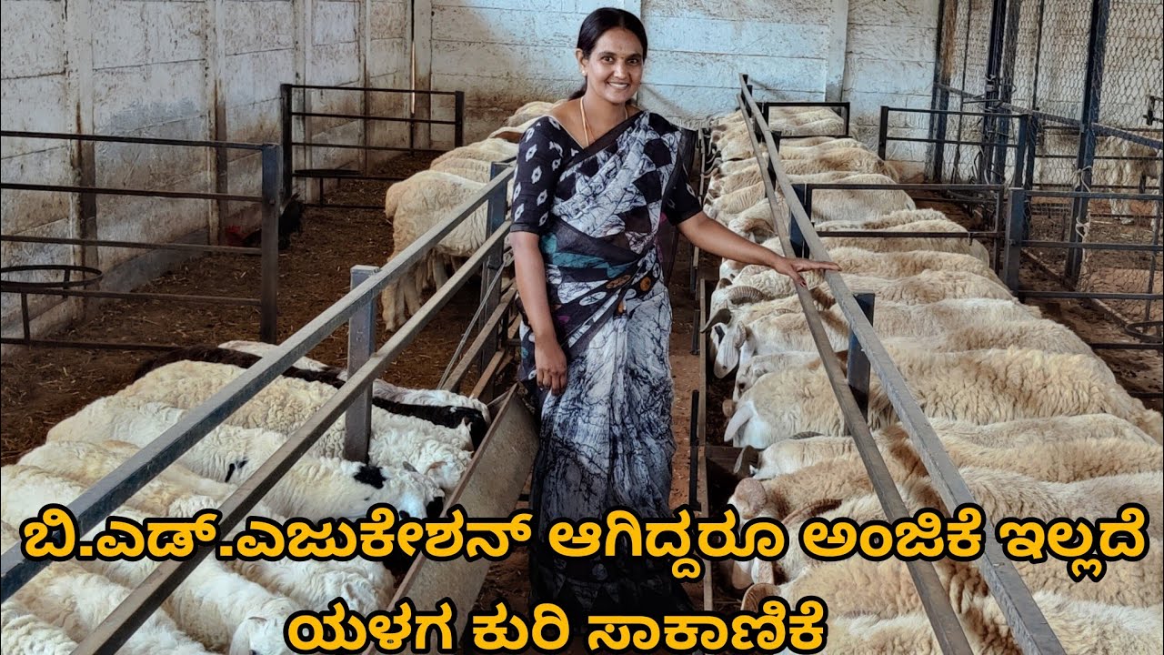 ಬಿ.ಎಡ್.ಎಜುಕೇಶನ್ ಆಗಿದ್ದರೂ ಅಂಜಿಕೆ ಇಲ್ಲದೆ ಯಳಗ ಕುರಿ ಸಾಕಾಣಿಕೆB.Ed.Education but unabashedly rearing sheep