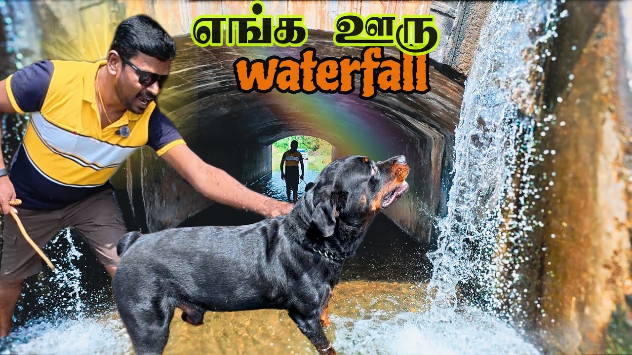 நம்ம ஊரு நயாகரா | Ramboக்கு தண்ணில கண்டம் 😂 #rottweiler #dog 