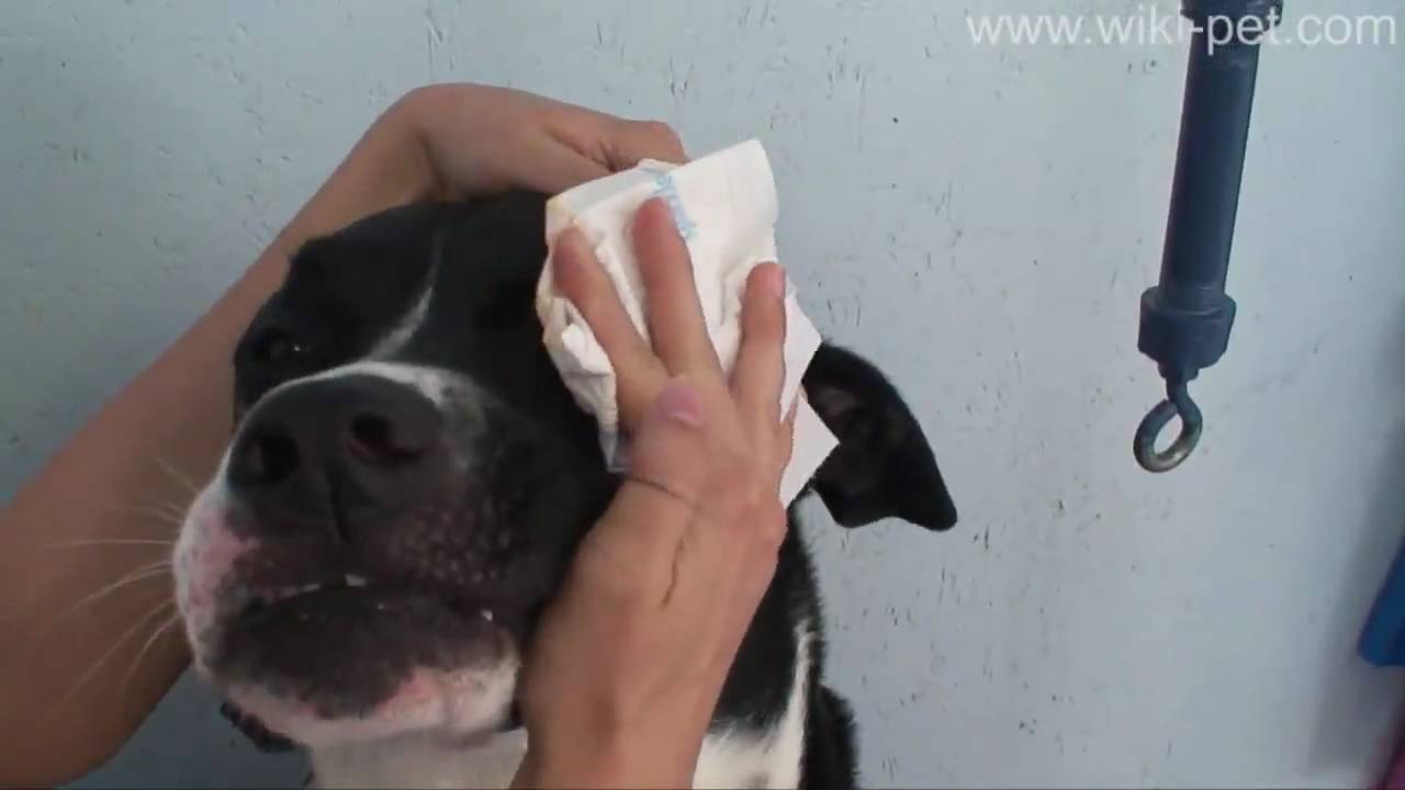 Flushing Your Dogs Eyes
