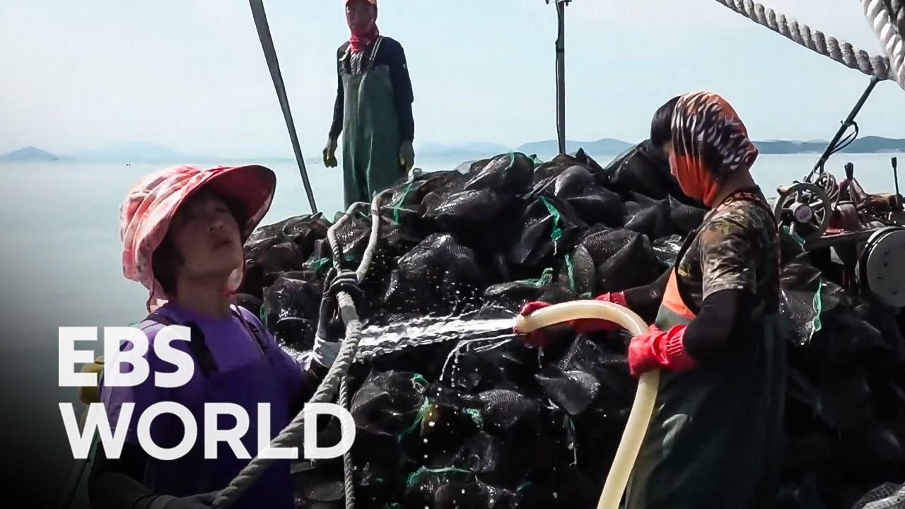 [ENG SUB] Catching Rare Pen Shells The Extreme Way Divers And Haenyeo Risk It All #PICKDOCU