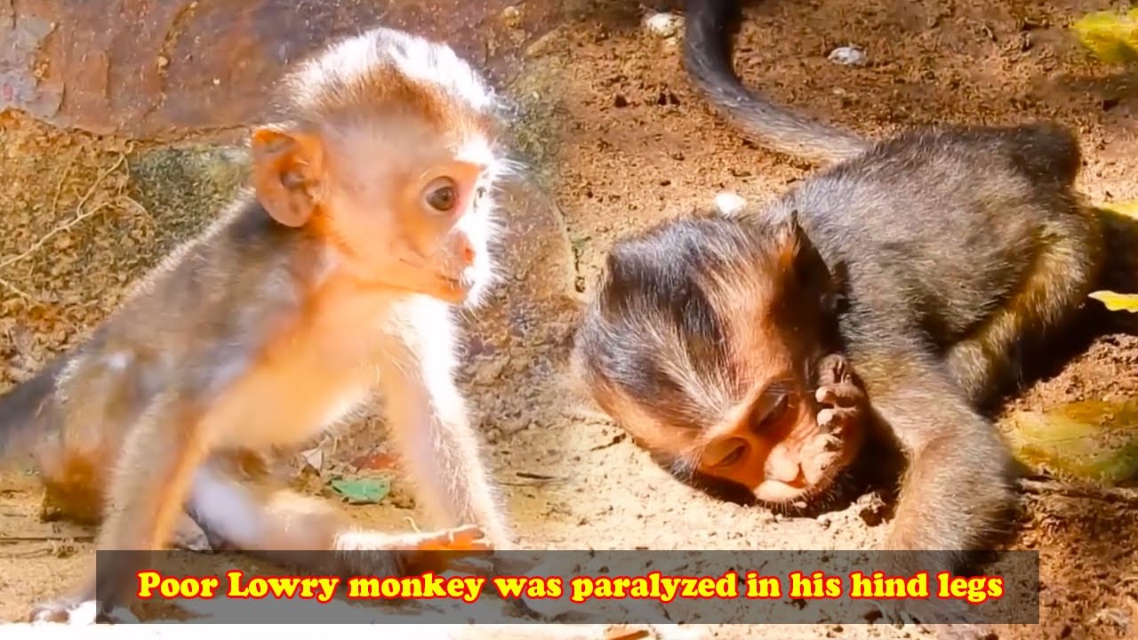 Poor Lowry monkey was paralyzed in his hind legs, fortunately the doctors saved him