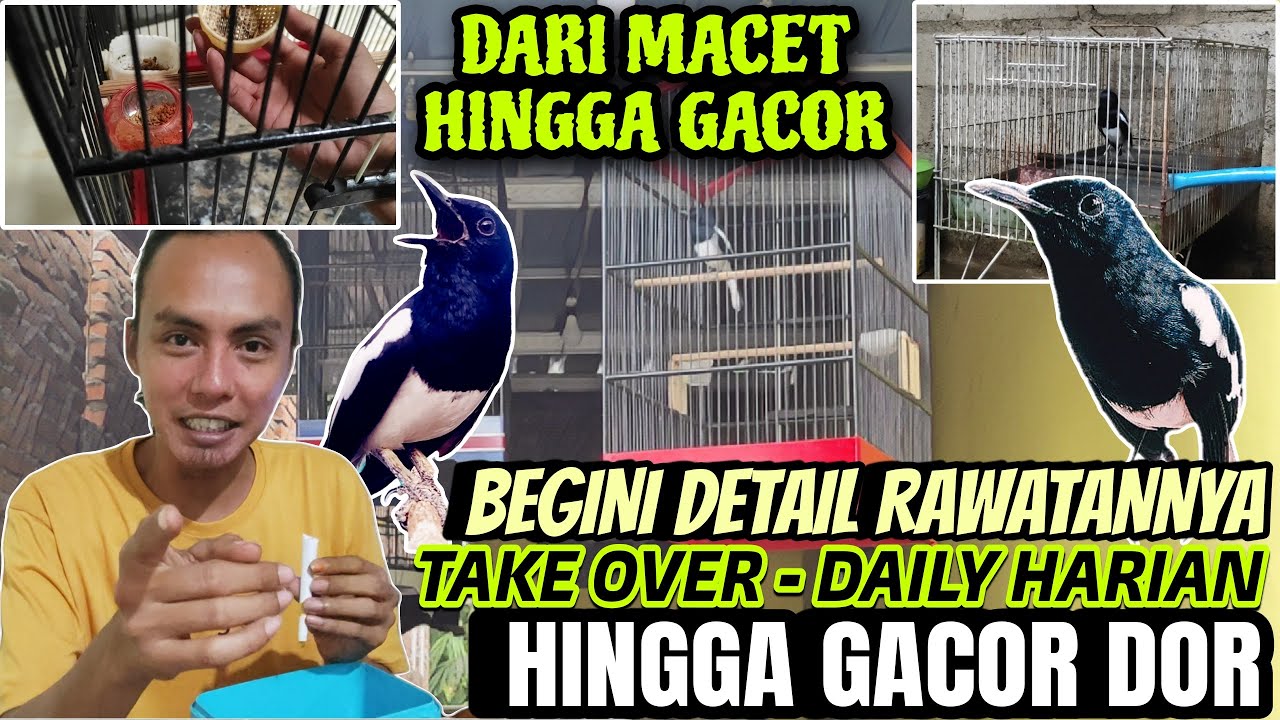 RAWATNYA CUMA BEGINI SAJA ⁉️ KACER DARI MACET HINGGA GACOR DOR BUKA EKOR || TIPS MERAWAT KACER