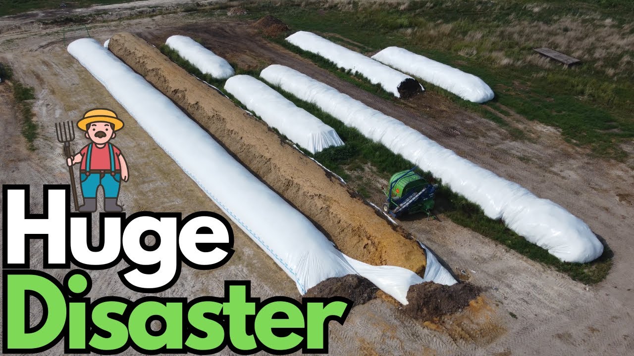 Barley Silage Ag Bag Explosion - A Lesson in Feed Storage