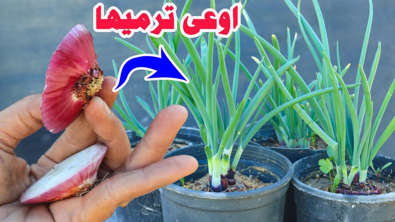 اسهل واوفر زراعة فى العالم للاسف كل الناس تتخلص منها ازرعها بدون شمس ولن تشترى البصل الاخضر ابدا