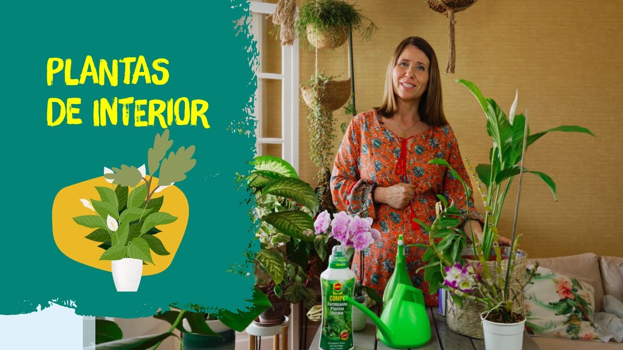 Plantas de Interior: Tudo o Que Precisa de Saber