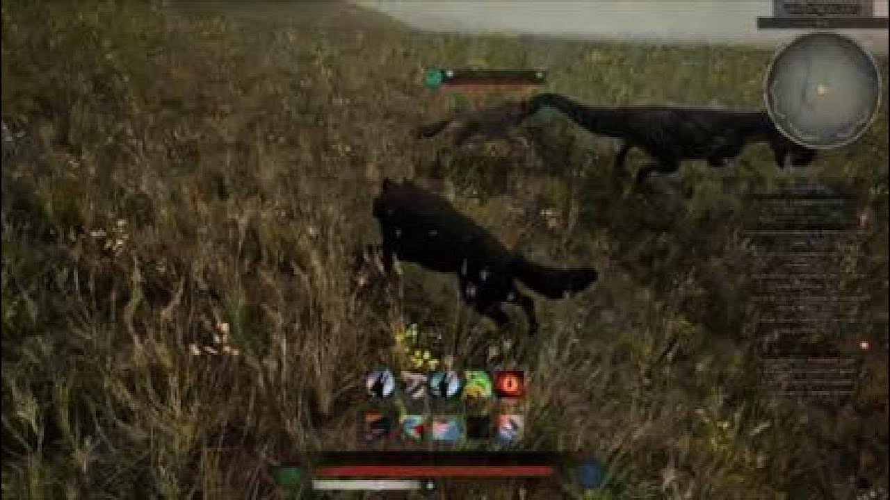 Lobos
