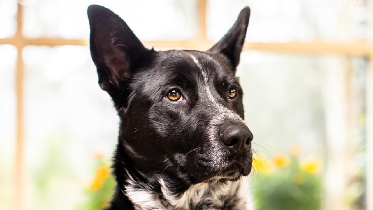 The Dog House Australia: While Louise and Jack need a playful soul to fill their lives with joy.
