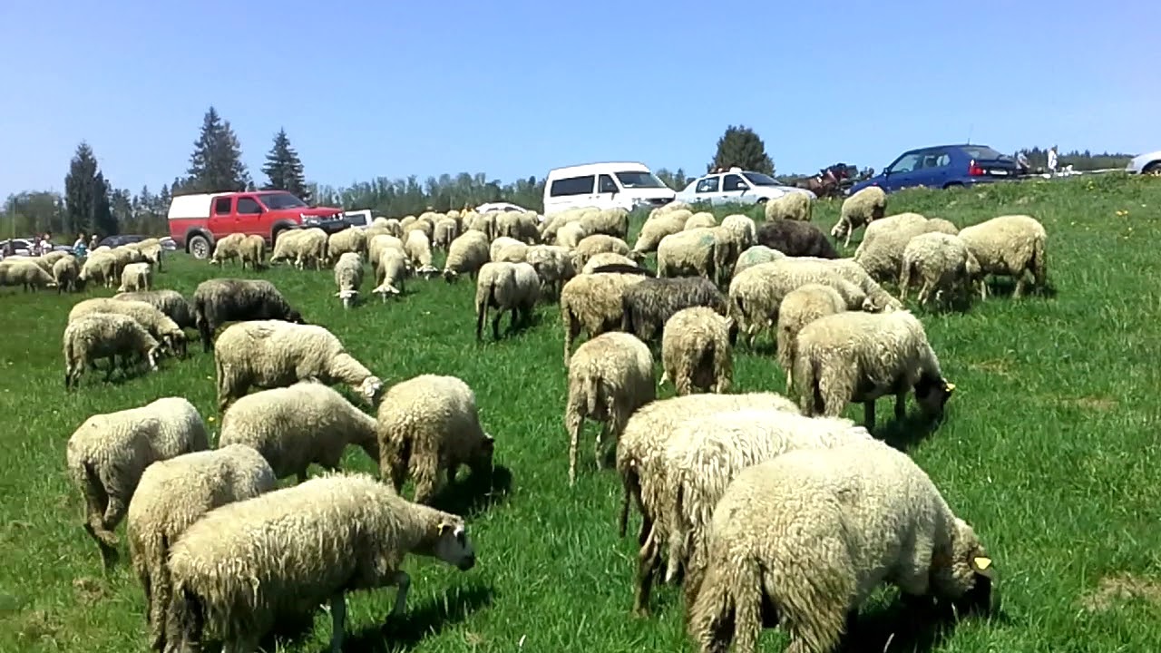 Salaš Zbojská, pri Pohronskej Polhore okr. Brezno, dňa 6.mája 2018.