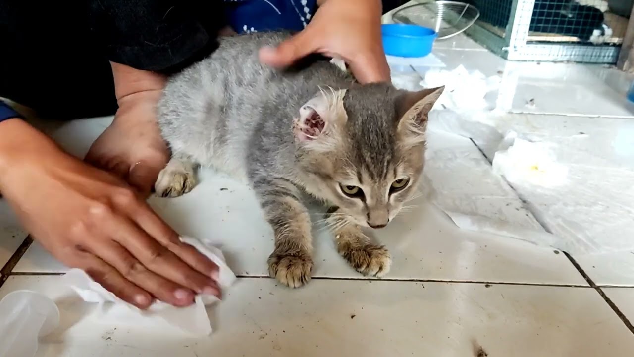 cara sembuh total dari virus panleu / fpv / panleukopenia part 1 