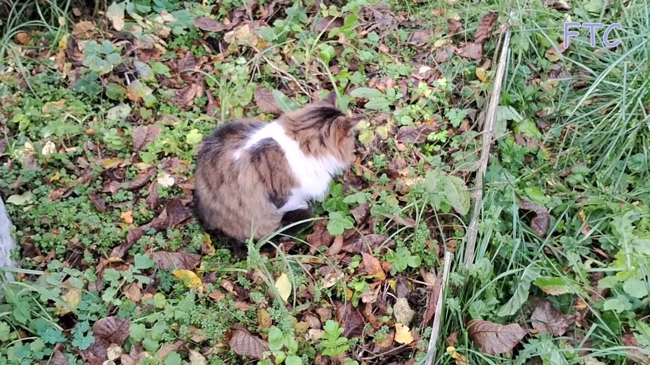 Cats in November garden part 4