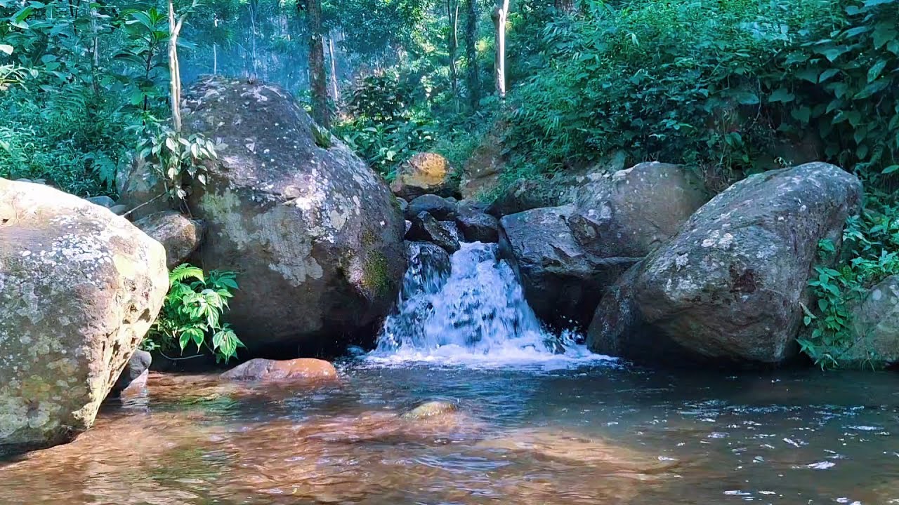 Forest River Sounds for Peaceful Rest