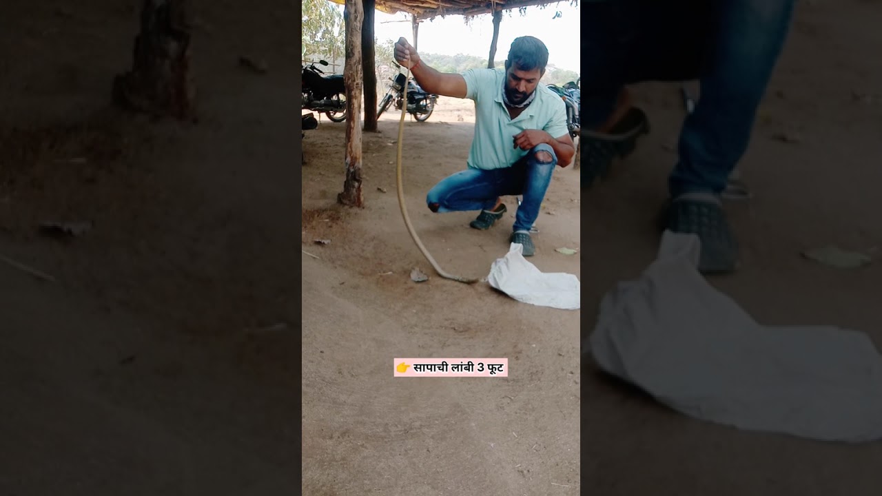 🙏 नमस्कार मित्रांनो जय महाकाल इंडियन स्पेक्टिकल कोब्रा नाग 🐍 3 फूट लांब डेंजर रेस्क्यू 😲😲😲😲😱