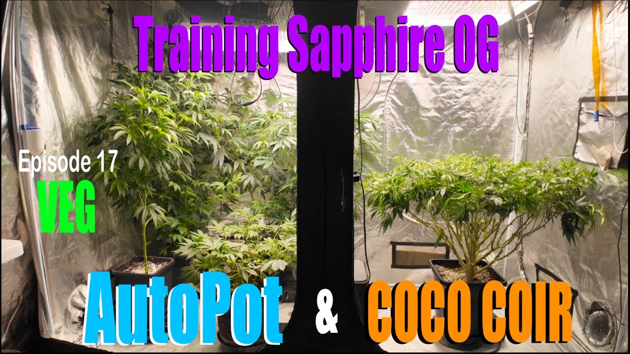 Grow One GIANT Plant with Autopot and Coco Coir Like a PRO