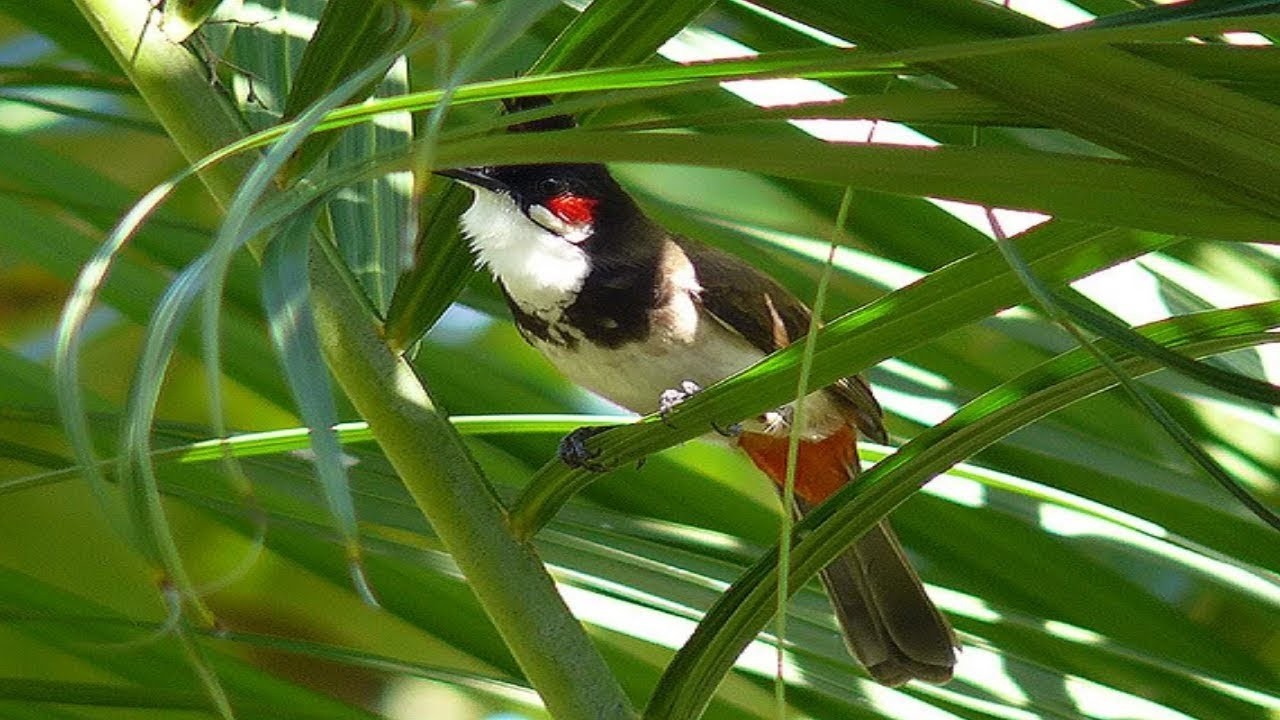 Thailand bird - เสียงนกกรงหัวจุก สำหรับต่อ หรือ เปิดให้นกคึก เสียงเพราะๆ -  #เจ้าคิง #นกกรงหัวจุก