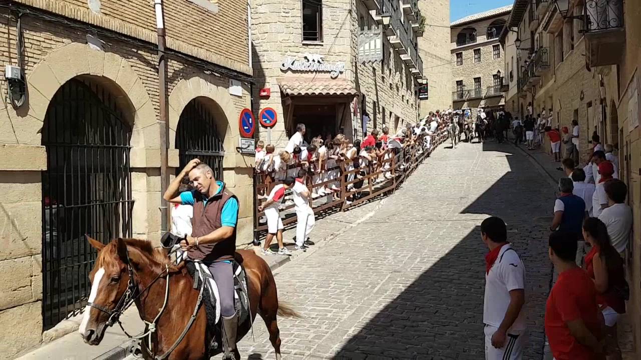 beiak, zaldiak