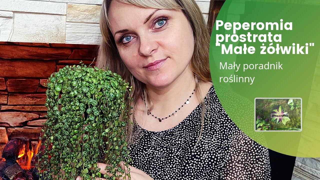 Peperomia Prostrata - Mały poradnik roślinny. #rośliny #poradnik #peperomia